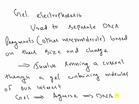 what-is-the-objective-of-running-gel-electrophoresis-why-is-ladder-used-20-pts-25168