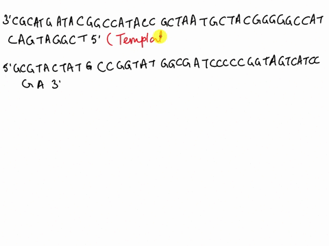 below-is-a-double-stranded-sequence-of-dna-found-on-chromosome-17-of-the-human-genome-after-analyzing-the-nucleotide-sequences-for-potential-open-reading-frames-you-discover-that-the-sequence-consists