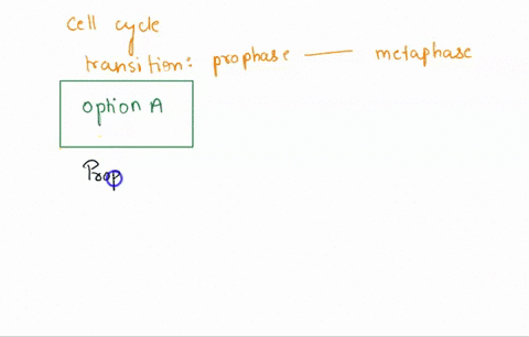 what-happens-when-a-cell-transitions-from-the-prophase-stage-to-the-metaphase-during-mitosis-a-dna-is-condesned-and-then-sister-chromatids-are-organized-along-the-mudline-of-the-cell-b-chrom-23523