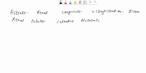 trace-the-course-of-fluid-movement-beginning-with-theproduction-of-filtrate-in-the-renal-corpuscle-and-ending-with-theexpulsion-of-urine-from-the-urethra-38196