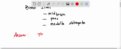 17-which-of-the-following-best-describes-how-the-brain-stem-functions-in-the-process-of-producing-responses-the-medulla-oblongata-receives-signals-from-motor-neurons-and-transmits-them-to-th-75331