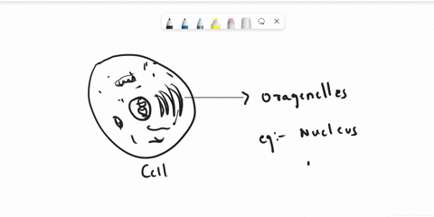 what-are-organelles-name-some-organelles-present-in-animal-cell-and-explain-their-function-in-detail-69366