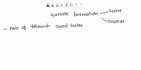 urogenital-system-of-frog-describe-the-important-processes-involved-in-gamete-formation-in-testes-and-ovaries-what-are-the-major-differences-between-the-two-19348
