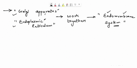 when-the-golgi-apparatus-and-the-endoplasmic-reticulum-work-together-what-are-they-refer-as-33924