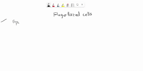 which-of-the-below-organisms-has-flagellated-cells-that-are-very-similar-to-the-choanocytes-possessed-by-sponges-a-chlorophytes-b-euglenoids-c-choanoflagellates-d-cercozoans-26475