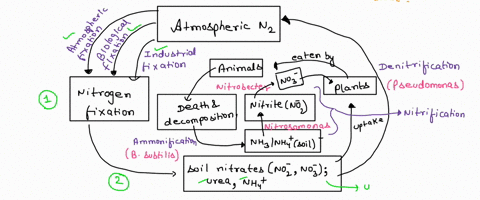 nitrogen-cycle-in-a-terrestrial-ecosystem-with-major-harmful-human-impacts-process-reservoir-denitrification-by-bacteria-nitrogen-atmosphere-nitrification-by-bacteria-pathway-affected-by-hum-25658