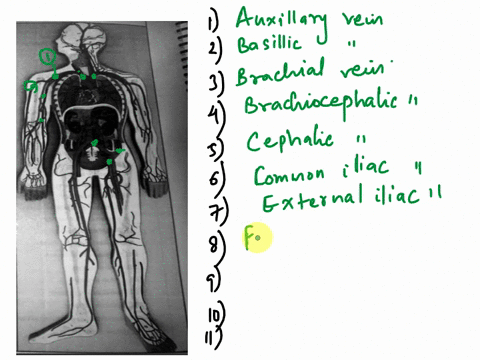 flatman-model-activtiy-5please-label-them-with-number-that-connect-them-with-a-line-thank-you-activity5-flatman-model-instructionsidentify-the-following-veins-on-the-flatman-model-in-the-lab-12239