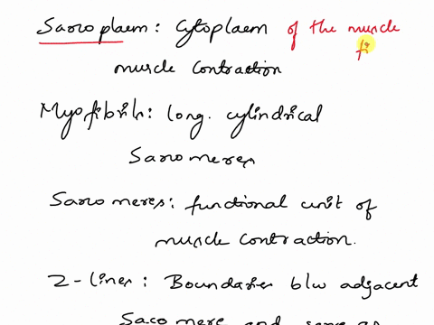 describe-the-general-structure-of-skeletal-muscle-fiber-41395