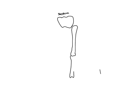 which-of-the-following-bones-in-the-human-arm-corresponds-to-the-femur-in-the-leg-a-radius-b-tibia-c-39108