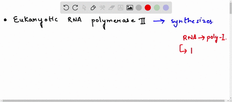 5-eukaryiotic-rna-polymerase-ii-synthesizes-a-5s-rrna-b-mrna-c-28s-rrna-d-trnas-e-18s-rrna-98977