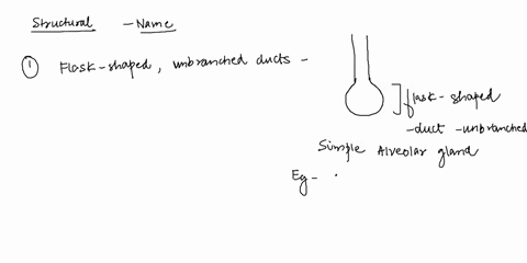 gland-pracnte-7identify-the-structural-class-of-each-gland-described-here-1flask-shaped-gland-unbranched-ducts-2-slenderstraight-gland-unbranched-ducs-3-combination-of-gland-shapes-holocrine-25183