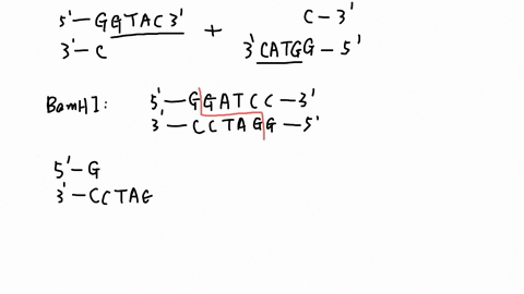 for-the-following-restriction-enzymes-a-kpni-ggtacc-b-bamhi-ggatcc-c-asp718i-ggtacc-d-smai-ggatcc-i-what-is-the-length-and-nature-5-or-3-of-the-overhang-generated-by-each-restriction-enzyme-ii-which-o