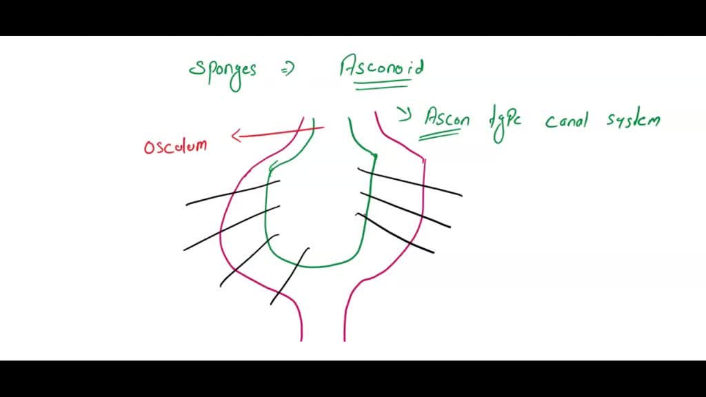SOLVED Watch the video "Sponges Filter Feeding Made Visible." While