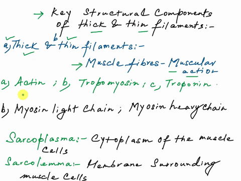 1-name-and-describe-the-key-protein-components-of-thin-filaments-2-name-and-describe-the-key-protein-components-of-thick-filaments-3-after-a-nerve-impulse-arrives-at-the-sarcolemma-list-the-16246