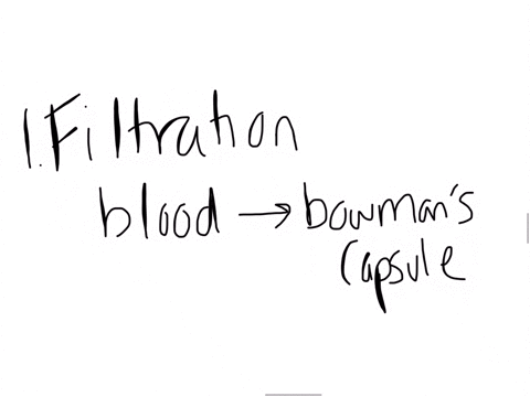 list-the-three-stages-of-urine-formation-describe-what-occurs-during-each-stage-3
