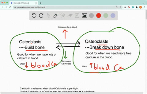 bone-is-a-dynamic-tissue-constantly-undergoing-change-as-shown-in-the-diagram-below-two-sets-of-bone-cells-work-in-opposition-to-one-another-to-maintain-bone-homeostasis-osteoblasts-build-bo-21387