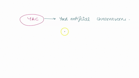 a-yac-is-oaa-vector-for-cloning-genes-into-yeast-cells-yeast-activating-complex-for-inducing-expresslon-of-genes-ca-sequence-that-allows-selection-of-successfully-transformed-bacteria-da-tec-22274
