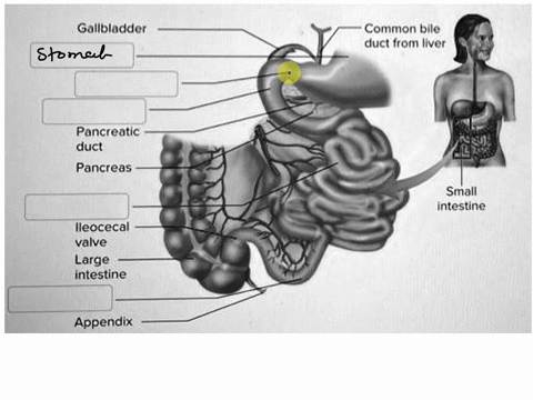 nutrient-digestion-and-absorpilon-occur-ihe-stomach-und-rostly-ihe-smnall-iritestine-label-cach-missing-part-of-ihe-anatomy-of-the-digesllve-system-mloum-slomach-pylarlc-sphinclor-duodonum-j-83743