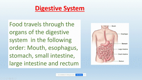please-answer-the-question-correctly-digestion-take-place-in-long-tube-like-canal-called-the-alimentary-canal-or-tne-digestive-tract-food-travels-through-these-organs-in-the-following-order-88397