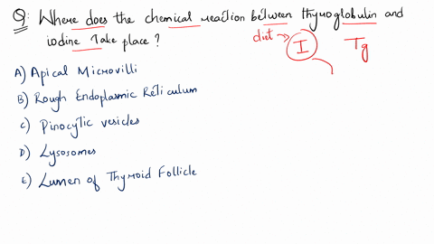 where-does-the-chemical-reaction-between-thyroglobulin-and-iodine-take-place-a-in-apical-microvilli-b-in-rough-endoplasmic-reticulum-c-in-pinocytotic-vesicles-d-in-lysosomes-e-in-the-lumen-o-26555