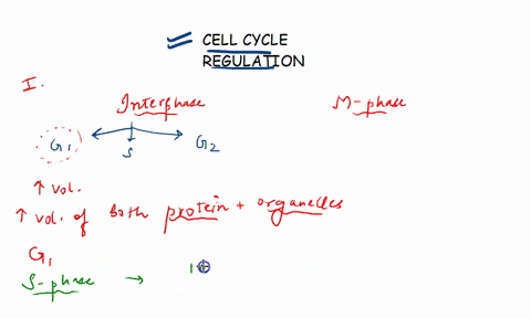 chapter-9-cell-cycle-regulation-modc-1-tkcl-cyk-revicw-the-phases-of-the-cell-cycle-in-modcl-by-placing-the-abbreviated-phase-name-gi-g2-or-m-next-t0-the-proper-description-the-cell-grows-by-26286