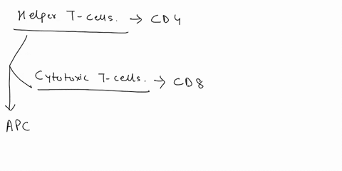 helper-t-cells-recognize-the-self-nonself-complex-on-________-cells-while-cytotoxic-t-cells-recogniz-45055