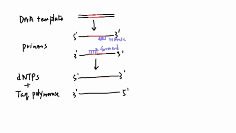 do-we-need-reverse-transcriptase-in-pcr-reaction