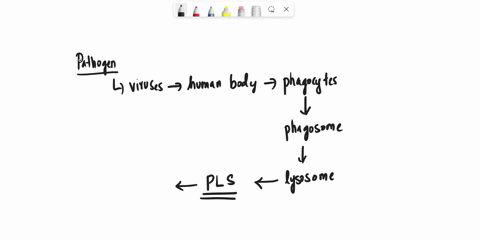 describe-how-the-helper-t-cell-recognizes-a-virus-that-has-been-encountered-with-a-macrophage-12592