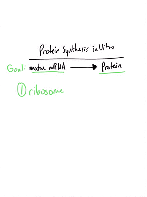 it-is-possible-to-synthesize-proteins-in-vitro-in-a-test-tube-without-the-use-of-living-cells-if-you-were-going-to-do-translation-in-test-tube-and-you-already-put-mature-mrna-transcripts-int-34445