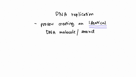 which-molecules-are-responsible-for-the-proofreading-during-dna-replication