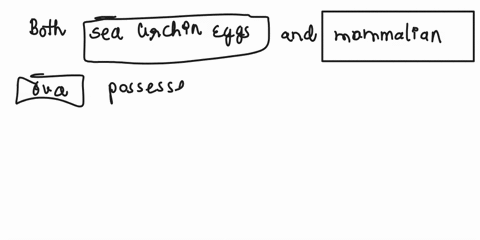what-are-functionally-analogous-structures-between-the-sea-urchin-and-mammalian-ova-81882