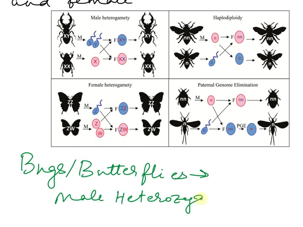 How do the chromosomal mechanisms determining sex differ in the three taxa  males of bugs, humans,