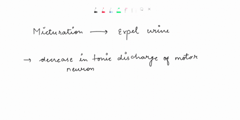 during-micturition-the-action-potentials-transmitted-by-sensory-neurons-from-the-urinary-bladder-into-the-spinal-cord-cau-increase-in-tonic-discharge-of-motor-neuron-of-the-external-sphincte-86405