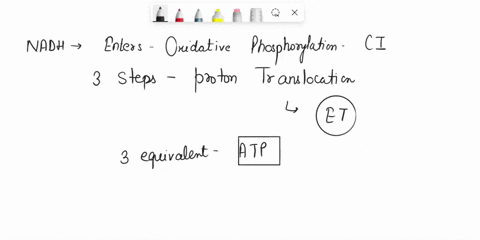 intact-mitochondrial-were-isolated-carefully-washed-with-ph-70-buffer-and-used-to-measure-the-po-ratio-for-ketoglutarate-included-in-your-assay-for-the-measurements-were-adp-phosphate-pi-nad-35564