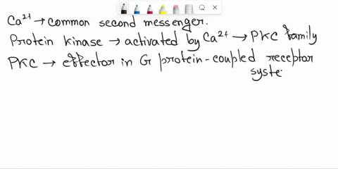which-of-the-following-molecules-activated-by-calcium-ion-pkc-pi3k-pka-pkb-91146