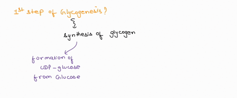 how-is-the-synthesis-of-a-new-glycogen-molecule-started-1-glycogen-synthase-starts-the-new-glycogen-molecule-using-udp-glucose-2-g6p-is-isomerized-to-g1p-and-g1p-serves-as-the-first-glucosyl-68848