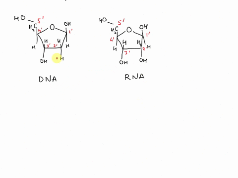 explain-why-dna-is-stable-in-the-presence-of-alkali-03-m-koh-while-rna-quantitatively-degraded-to-and-nucleoside-monophosphates-under-these-conditions-09133
