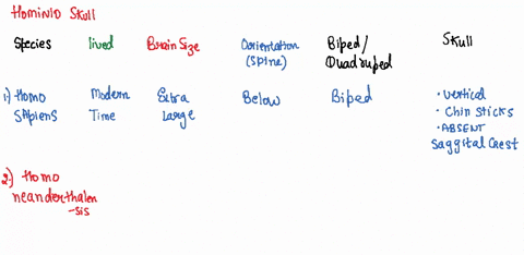 comparing-hominid-skulls-the-anatomy-of-the-skulls-of-ancient-hominins-gives-us-many-differen-kinds-of-evidence-as-to-the-possible-intelligence-eating-habits-locomotion_-and-other-characteri-47033