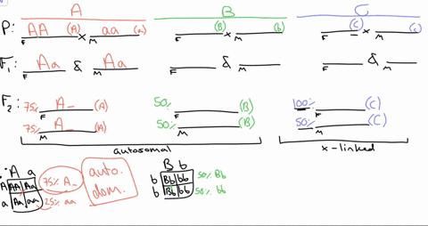 question-2-5-points-suppose-there-are-three-true-breeding-strains-of-drosophila-flies-called-a-b-and-c-each-of-these-strains-has-a-different-phenotype-strain-a-has-the-a-phenotype-strain-b-h-86137