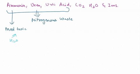 birds-create-waste-in-the-form-of-uric-acid-what-advantages-does-this-type-of-waste-provide-them-a-relative-to-other-types-of-waste-uric-acid-requires-little-energy-to-make-giving-birds-more-57638