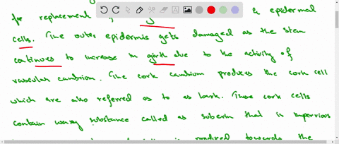explain-the-role-of-the-cork-cambium-in-woody-plants-11644