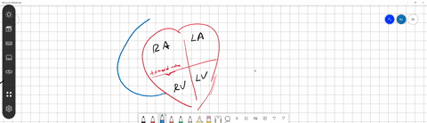 which-of-the-following-statements-about-the-heart-is-false-a-the-mitral-valve-separates-the-left-ventricle-from-the-left-atrium-b-blood-travels-through-the-bicuspid-valve-to-the-left-atrium-c-both-t-2