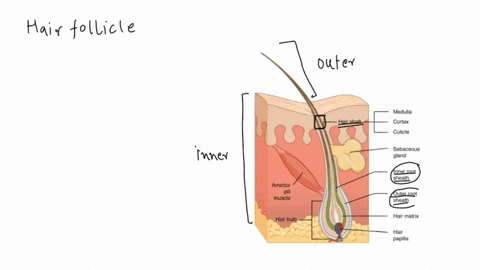 the-epithelial-tissue-root-sheath-is-the-________-layer-of-the-concentric-layers-making-up-the-hair-follicle-wall-it-derived-from-the-_______-11126