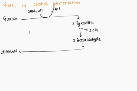 in-alcohol-fermentation-pyruvate-is-oxidized-to-lactate-nadh-is-oxidized-to-nad-nadh-is-reduced-to-nad-nad-is-oxidized-to-nadh-30853