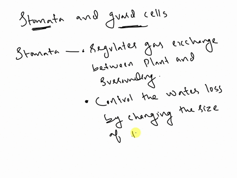 the-leaves-of-plants-have-many-specialized-structures-which-statement-explains-the-importance-of-the-stomata-and-guard-cells-for-the-plant-o-they-protect-the-plant-from-pests-o-they-are-invo-57295