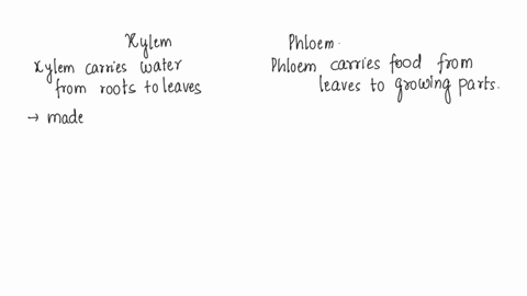 what-is-the-difference-between-xylem-and-phloem-40776