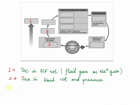 art-labeling-activity-the-integration-of-fluid-volume-regulation-and-sodium-ion-concentration-in-body-fluids-part-increasing-ecf-volurne-huid-gain-or-fluid-gain-responses-t0-natriuretic-pept-79502