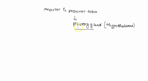 compare-and-contrast-the-anatomical-relationship-of-the-anterior-and-posterior-lobes-of-the-pituitar-85091