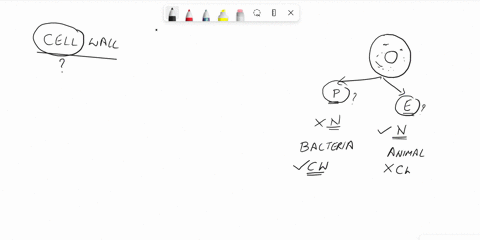 which-of-the-following-statements-about-cell-walls-are-true-select-all-that-apply-none-of-the-other-choices-are-true-all-bacterial-cell-walls-contain-peptidoglycan-all-bacteria-have-cell-wal-54506