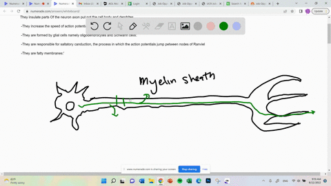 which-of-the-following-is-not-correct-about-myelin-sheaths-select-one-they-insulate-parts-of-the-neuron-axon-put-not-the-cell-body-and-dendrites-they-increase-the-speed-of-actior-potential-g-23491